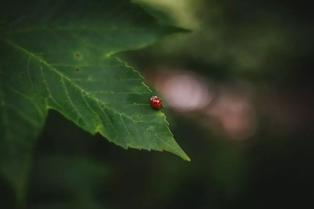 hochzeitsfotograf-stuttgart-sven-herbst-gasthaus-obere-saege-niedereschach-carina-denis-119